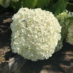 Meet your Posher, Vivian